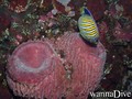 foto de buceo