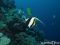 foto de buceo