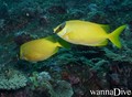foto de buceo
