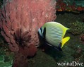 foto de buceo