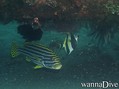 foto de buceo