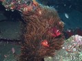 foto de buceo