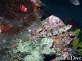 foto de buceo