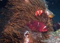foto de buceo
