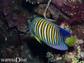 foto de buceo