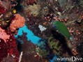 foto de buceo