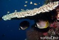 foto de buceo