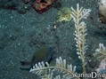 foto de buceo