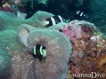 foto de buceo