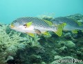 foto de buceo