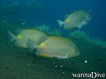 foto de buceo