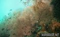 foto de buceo