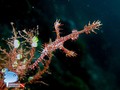 foto de buceo