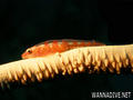 foto de buceo