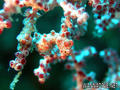 foto de buceo