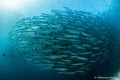 foto de buceo