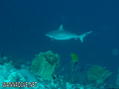 foto de buceo