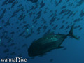 foto de buceo