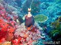 foto de buceo