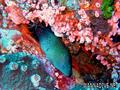 foto de buceo