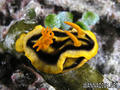 foto de buceo