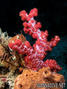 foto de buceo