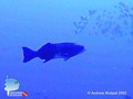 foto de buceo