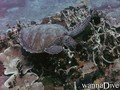 foto de buceo