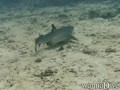 foto de buceo