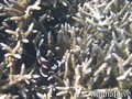 foto de buceo