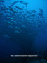 foto de buceo
