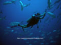 foto de buceo