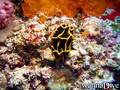 foto de buceo