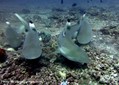 foto de buceo