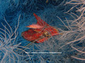 foto de buceo