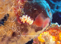 foto de buceo