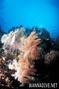 foto de buceo