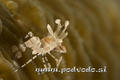 foto de buceo