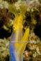 foto de buceo