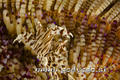 foto de buceo