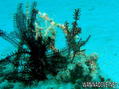 foto de buceo