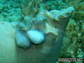 foto de buceo