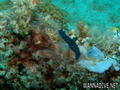 foto de buceo