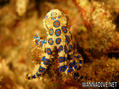 foto de buceo