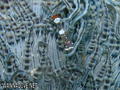 foto de buceo