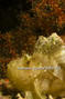 foto de buceo