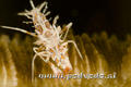 foto de buceo
