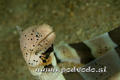 foto de buceo