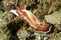 foto de buceo