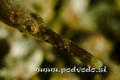 foto de buceo